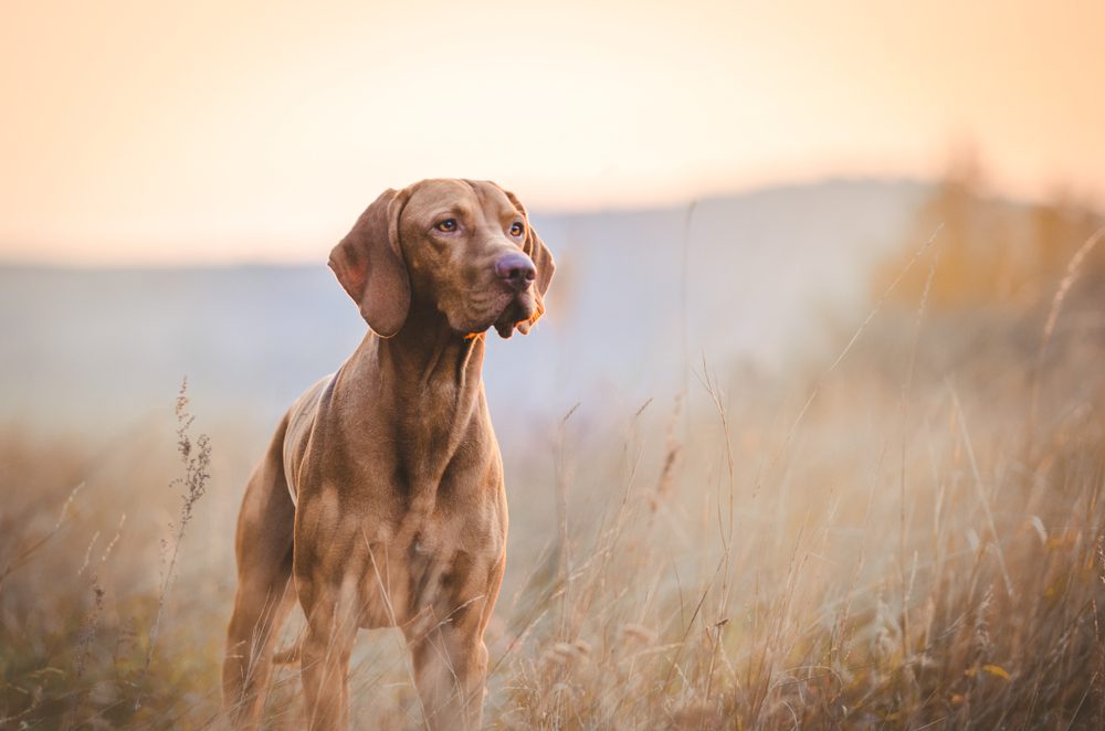 vizsla